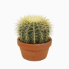 Echinocactus grusonii - Gullkulekaktus 17 cm