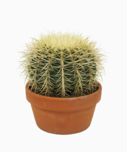 Echinocactus grusonii - Gullkulekaktus 17 cm