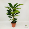 Ficus Benghalensis - Poppelfiken 21 cm