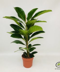 Ficus Benghalensis - Poppelfiken 21 cm