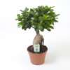 Ficus Ginseng - Ginsengfiken 32 cm