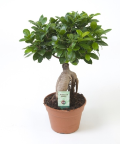 Ficus Ginseng - Ginsengfiken 32 cm