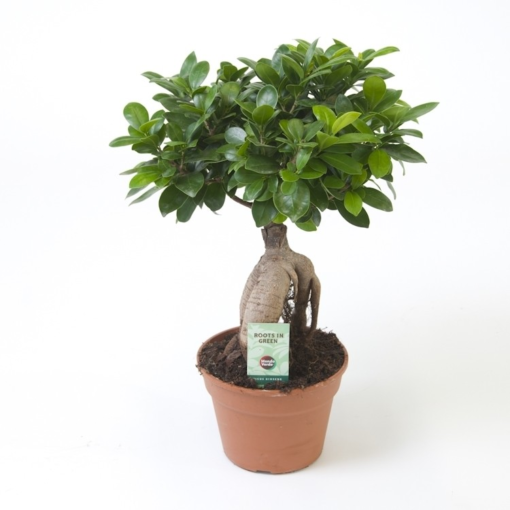 Ficus Ginseng - Ginsengfiken 32 cm