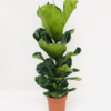 Ficus Lyrata - Fiolinfiken 21 cm