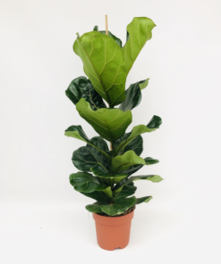 Ficus Lyrata - Fiolinfiken 21 cm