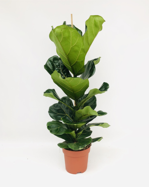 Ficus Lyrata - Fiolinfiken 21 cm