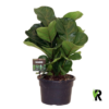 Ficus Lyrata - Fiolinfiken Bambino 21 cm