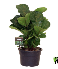 Ficus Lyrata - Fiolinfiken Bambino 21 cm