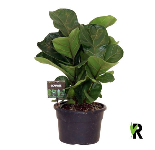 Ficus Lyrata - Fiolinfiken Bambino 21 cm