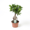 Ficus microcarpa - Ginsengfiken 15 cm