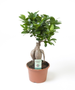 Ficus microcarpa - Ginsengfiken 15 cm