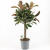 Ficus Robusta - Gummifiken 24 cm Melany 3 pl.