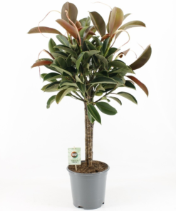 Ficus Robusta - Gummifiken 24 cm Melany 3 pl.