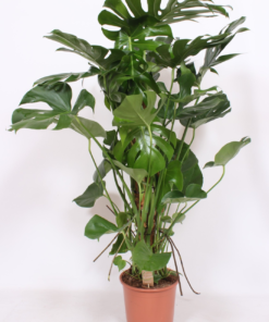 Monstera - Vindusblad 27 cm