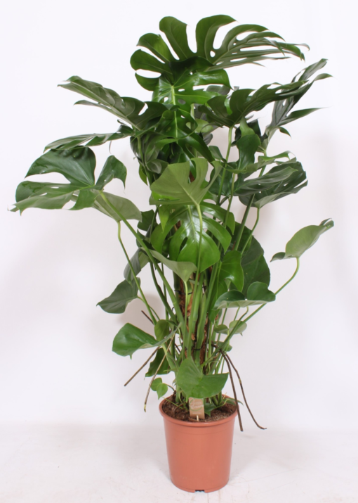 Monstera - Vindusblad 27 cm