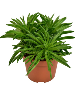 Peperomia - Rotterompe 'Happy-Bean' 10,5 cm