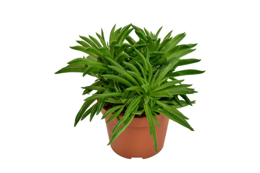 Peperomia - Rotterompe 'Happy-Bean' 10,5 cm