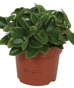 Peperomia - Rotterompe Pixie 12cm