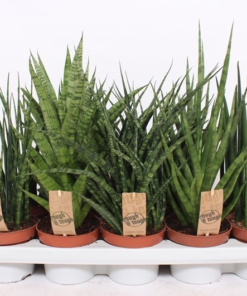 Sansevieria Cylindrica - Bajonettplante 10 cm