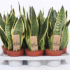 Sansevieria Trifasciata - Svigermorstunge 24 cm