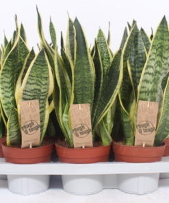 Sansevieria Trifasciata - Svigermorstunge 24 cm