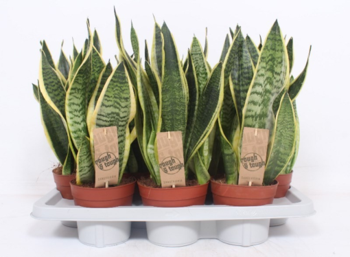 Sansevieria Trifasciata - Svigermorstunge 24 cm