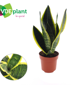 Sansevieria Trifasciata - Svigermorstunge 25 cm