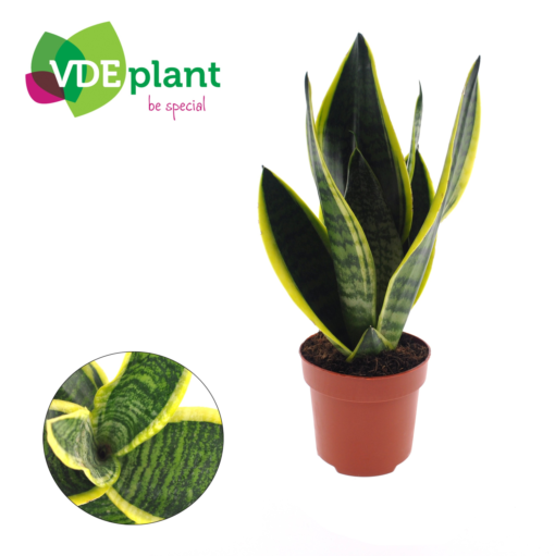 Sansevieria Trifasciata - Svigermorstunge 25 cm