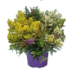 Hebe Andersonii 23 cm