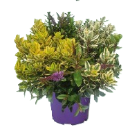 Hebe Andersonii 23 cm