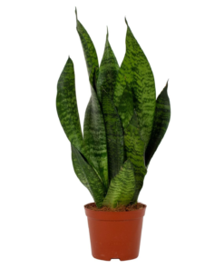 Sansevieria zeylanica - Svigermorstunge 12 cm