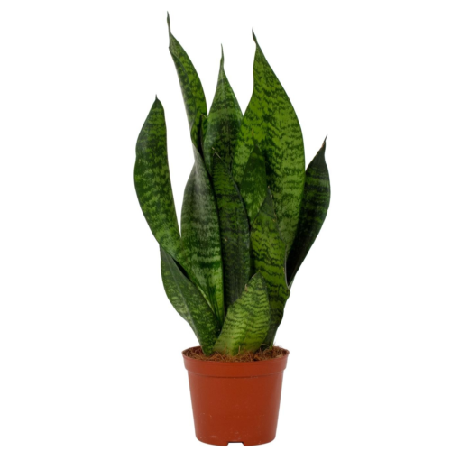 Sansevieria zeylanica - Svigermorstunge 12 cm