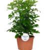 Schefflera - Paraplyplante 27 cm