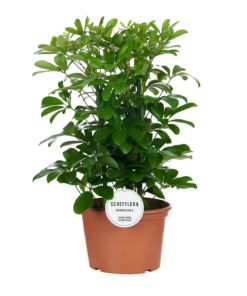 Schefflera - Paraplyplante 27 cm