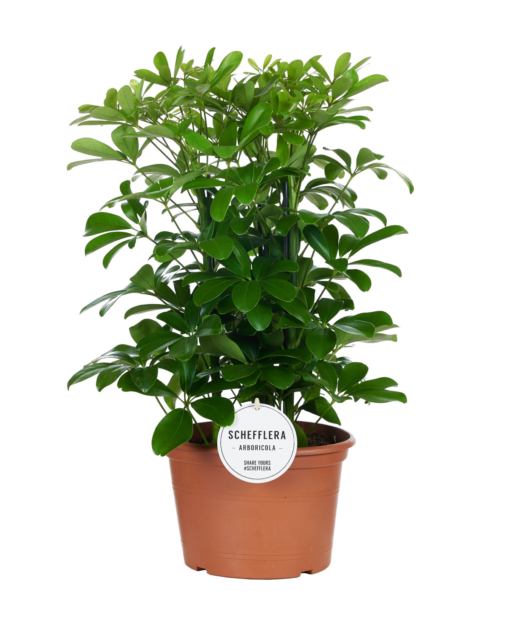 Schefflera - Paraplyplante 27 cm