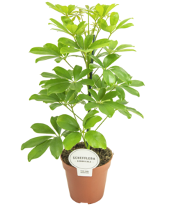 Schefflera - Paraplyplante 32 cm