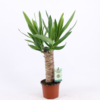 Yucca top 17 cm