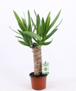 Yucca top 17 cm