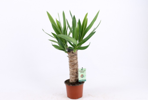 Yucca top 17 cm