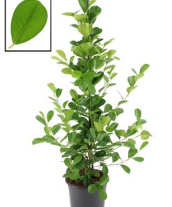 Ficus Microcarpa - Bjørkefiken Moclame 21 cm