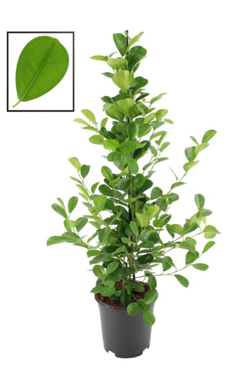 Ficus Microcarpa - Bjørkefiken Moclame 21 cm