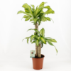 Dracaena Massangeana - Draketre 19 cm 2 st.