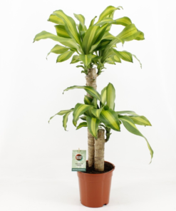 Dracaena Massangeana - Draketre 19 cm 2 st.