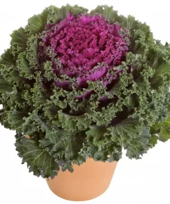 Brassica - Pyntekål 12 cm