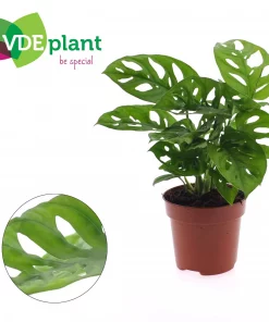 Monstera - Vindusblad Monkey Leaf 12 cm