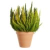 Calluna - Lyn Skyline 15 cm Trio