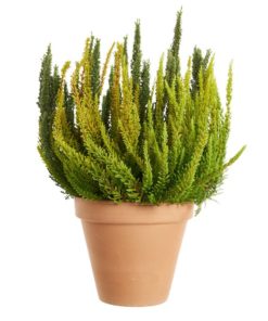 Calluna - Lyn Skyline 15 cm Trio