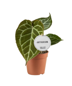 Anthurium Crystallinum mini