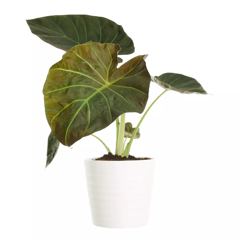 Alocasia - Elefantøre Regal Shield 12 cm