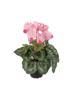 Cyclamen rosa